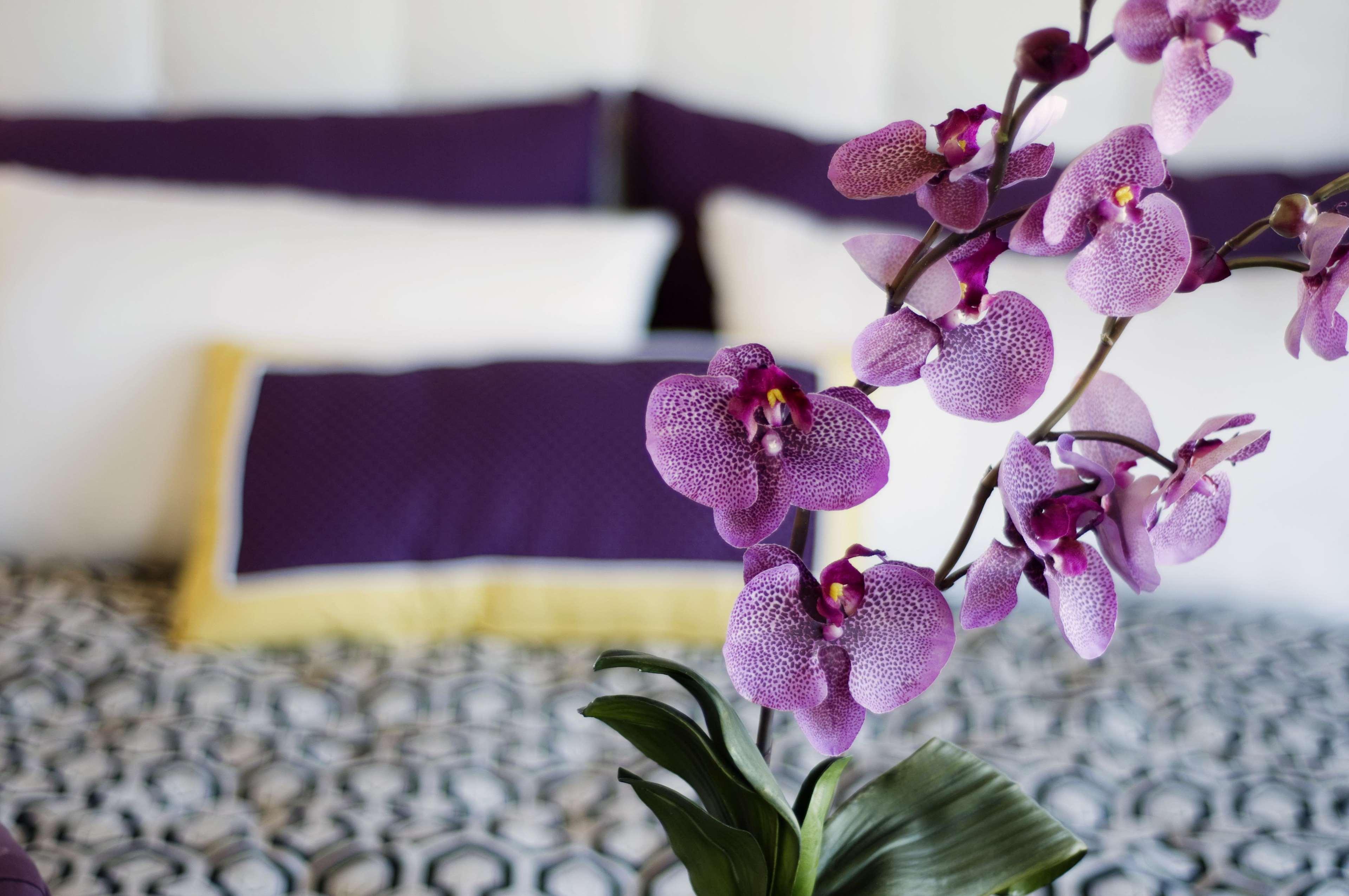 Allium Bodrum Resort & Spa 얄리카베크 외부 사진